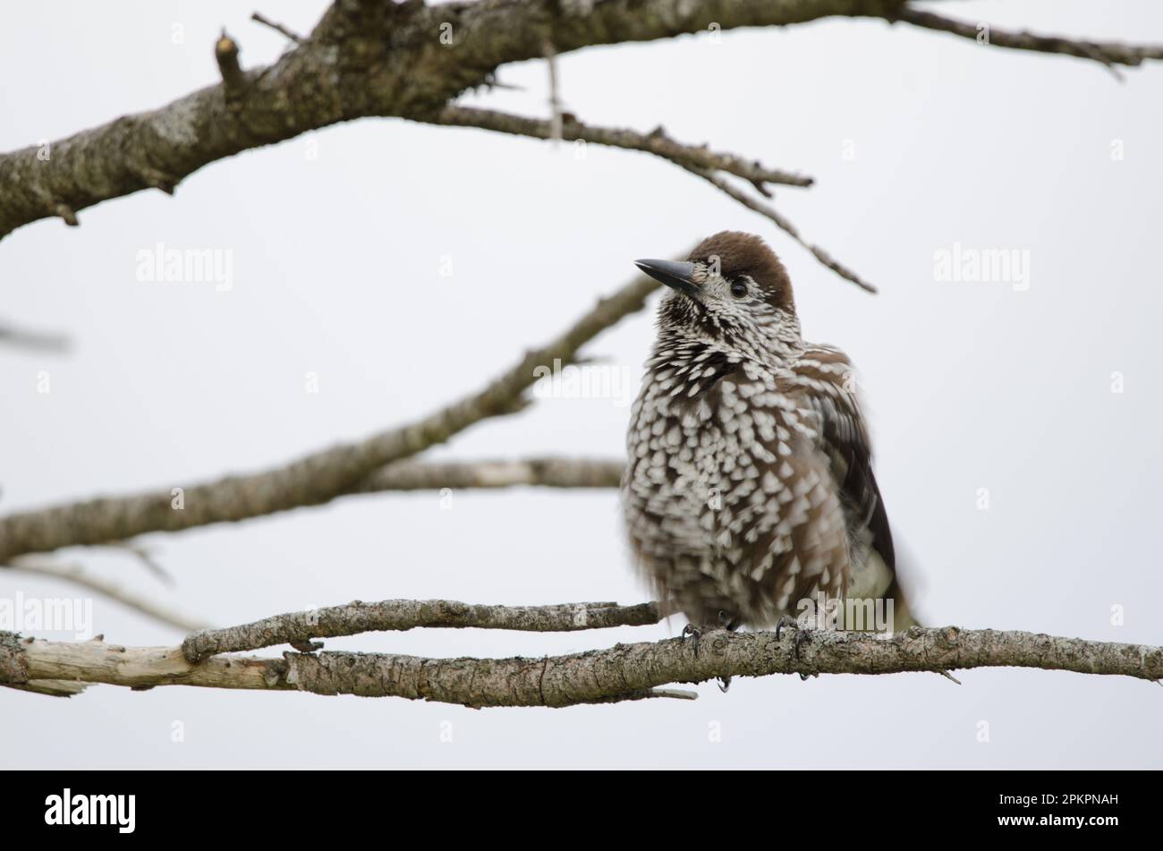 Spotted nutcracker Nucifraga caryocatactes japonica shaking its plumage