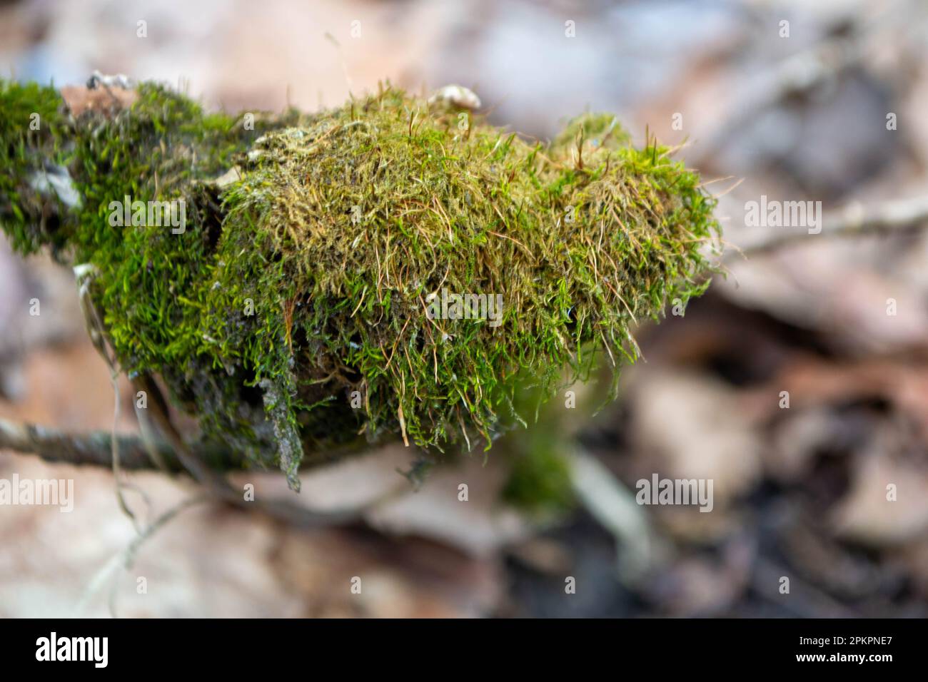 A tree trunk with moss on it and a sky background. High quality photo Stock Photo
