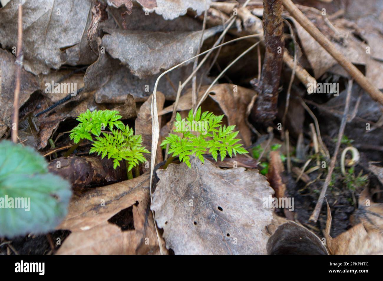 A close up of a plant with green leaves and the word fern on it. High quality photo Stock Photo