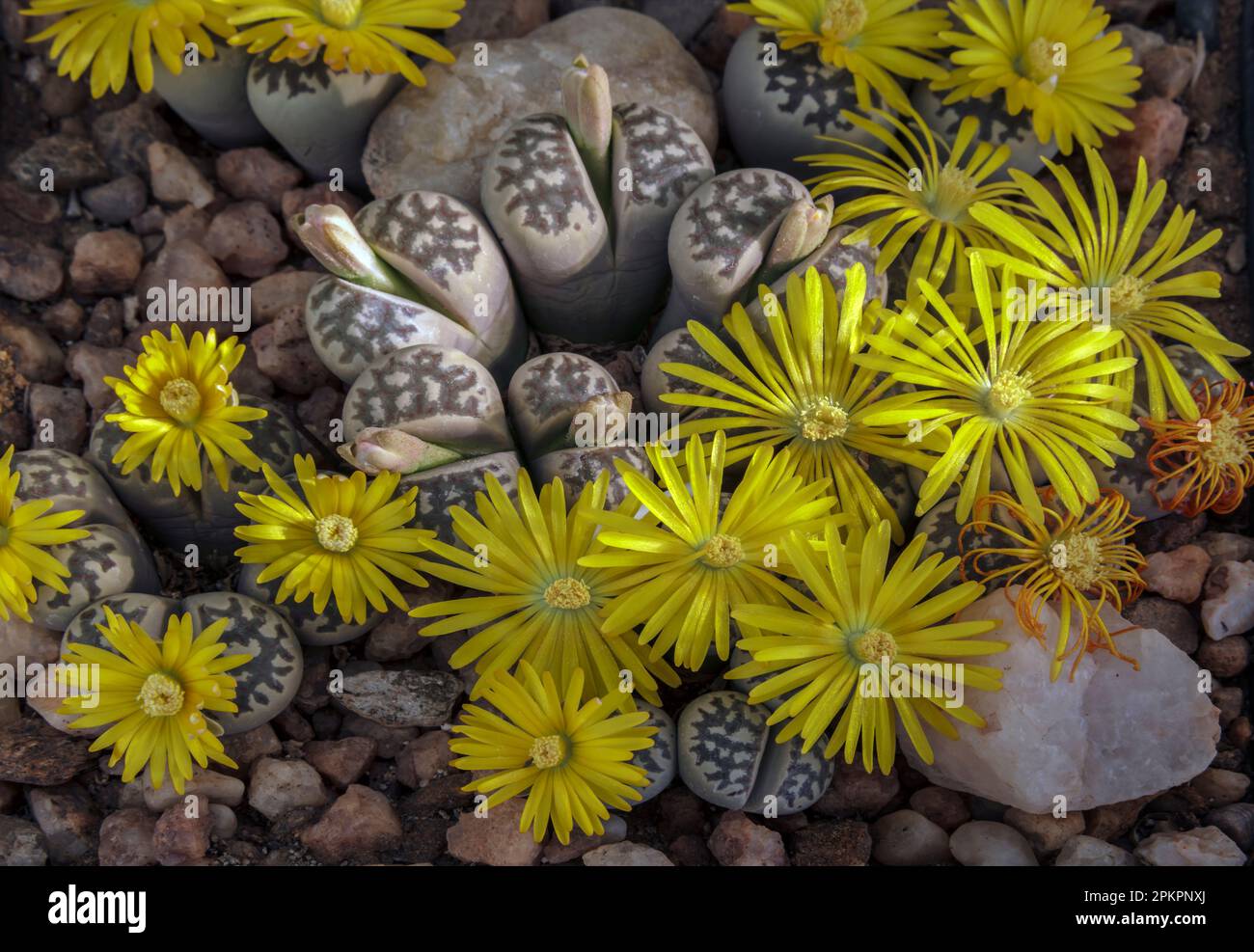 Lithops dorotheae is a species of Lithops found in South Africa. It was named after Dorothea Huyssteen, who found the plant in 1935. It grows on fine- Stock Photo