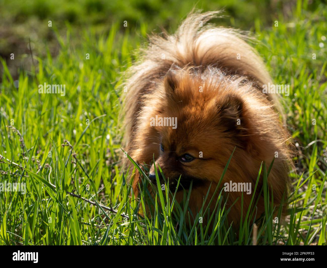 Curated visual reference: Gallery Detail: Spitz Dog Eats Grass Lack Of Vitamins And Minerals In
