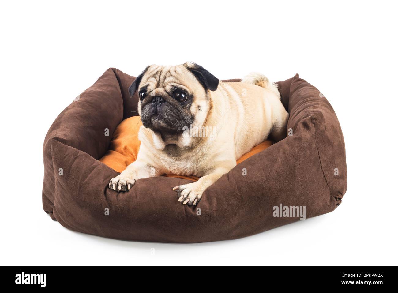 Pug bed Cut Out Stock Images Pictures Alamy