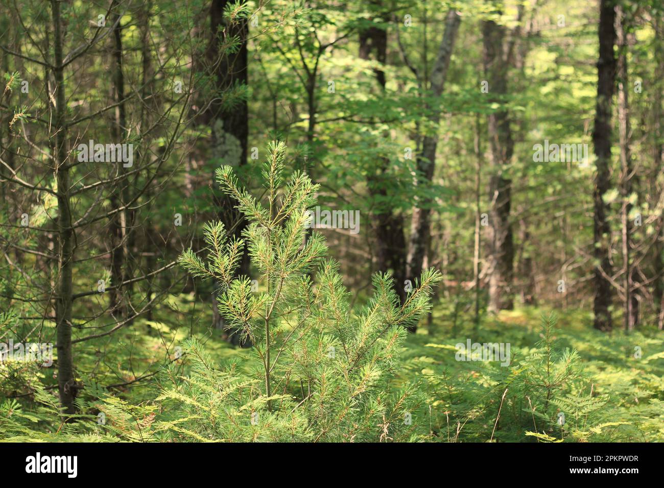 Young pine tree growing in the sunny summer meadow Stock Photo Alamy