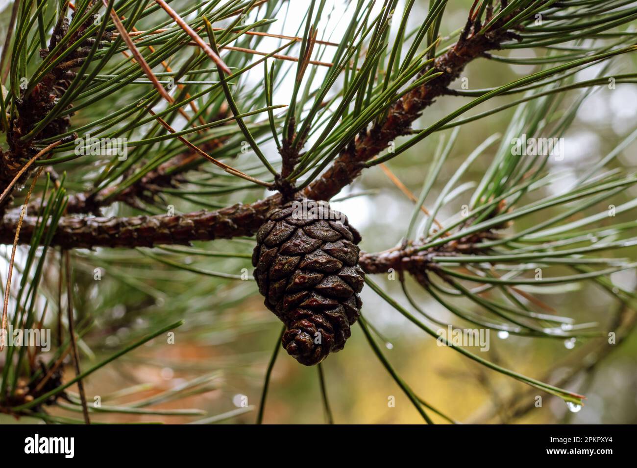 A rainsoaked pinecone on a branch, showcasing how rain revitalizes ...