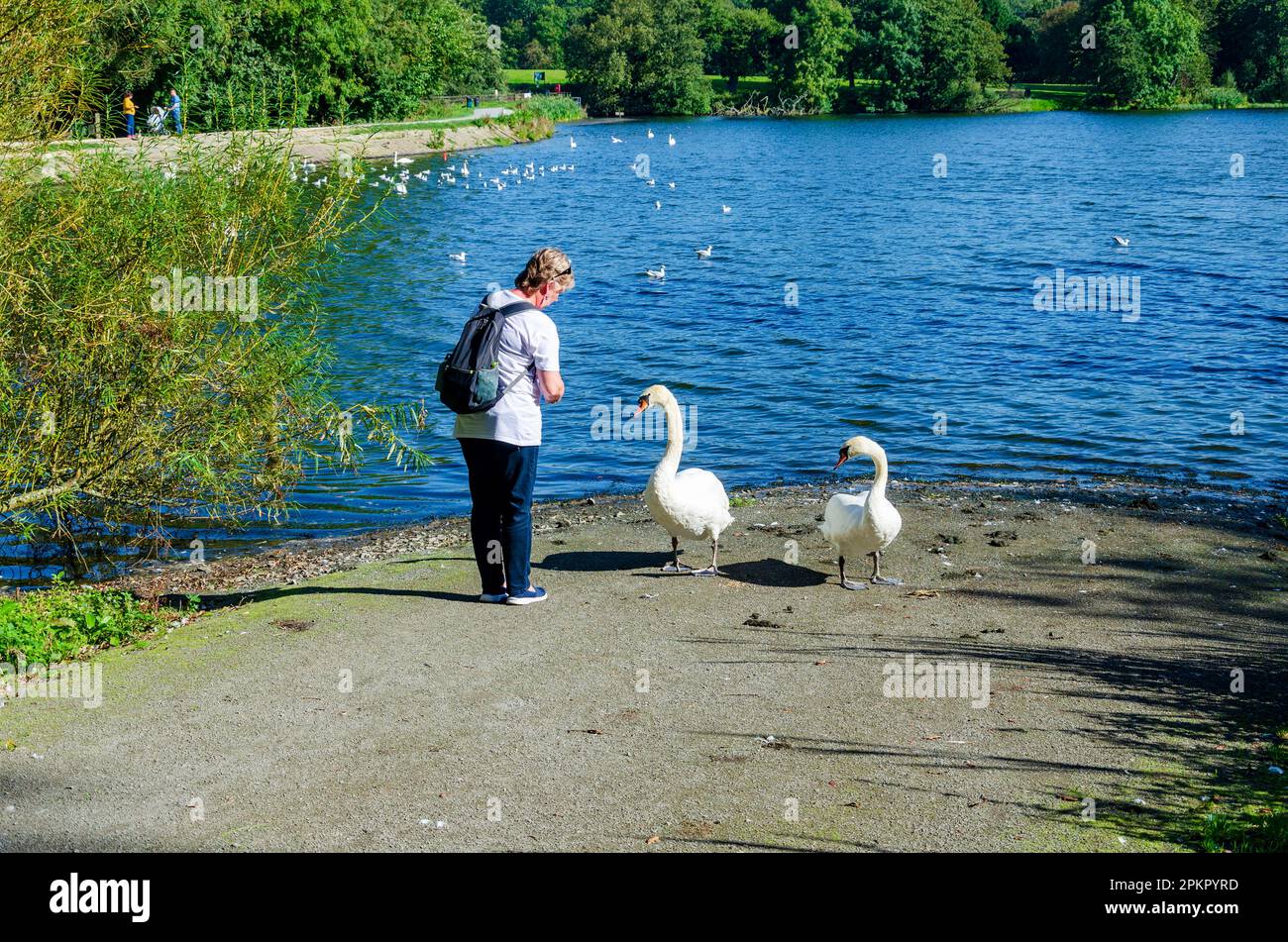 Woman feeding two swans on the shore of Hillsborough Lake with blue water in the background and copy space. County Down Northern Ireland Stock Photo