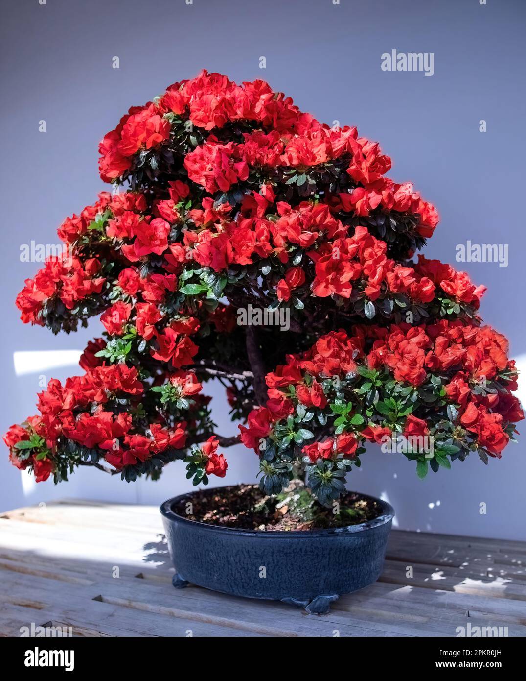Bonsai tree with beautiful bright red blossoms at the Marjorie McNelly Conservatory at Como Park Zoo and Conservatory in St. Paul, Minnesota USA. Stock Photo
