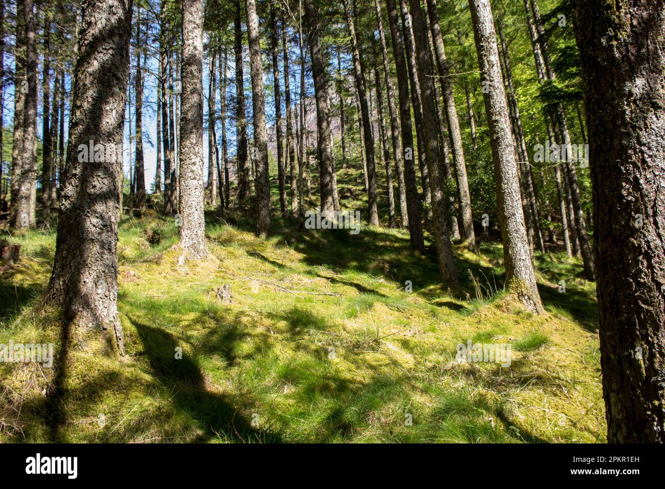 A small pinewood in Glen Coe in the Scottish highlands, on a sunny day. Stock Photo