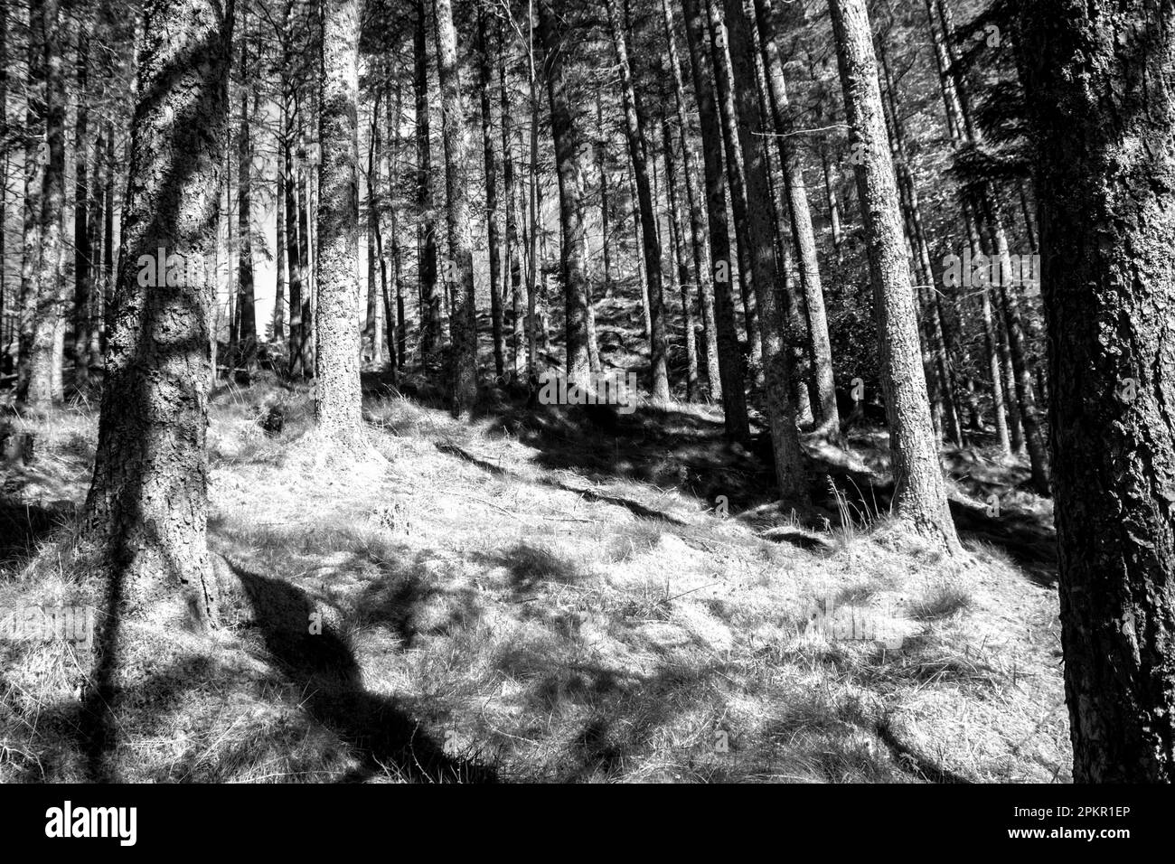 A small woodland of pines in black and white, sheltered in Glen Coe in the Scottish Highlands. Stock Photo
