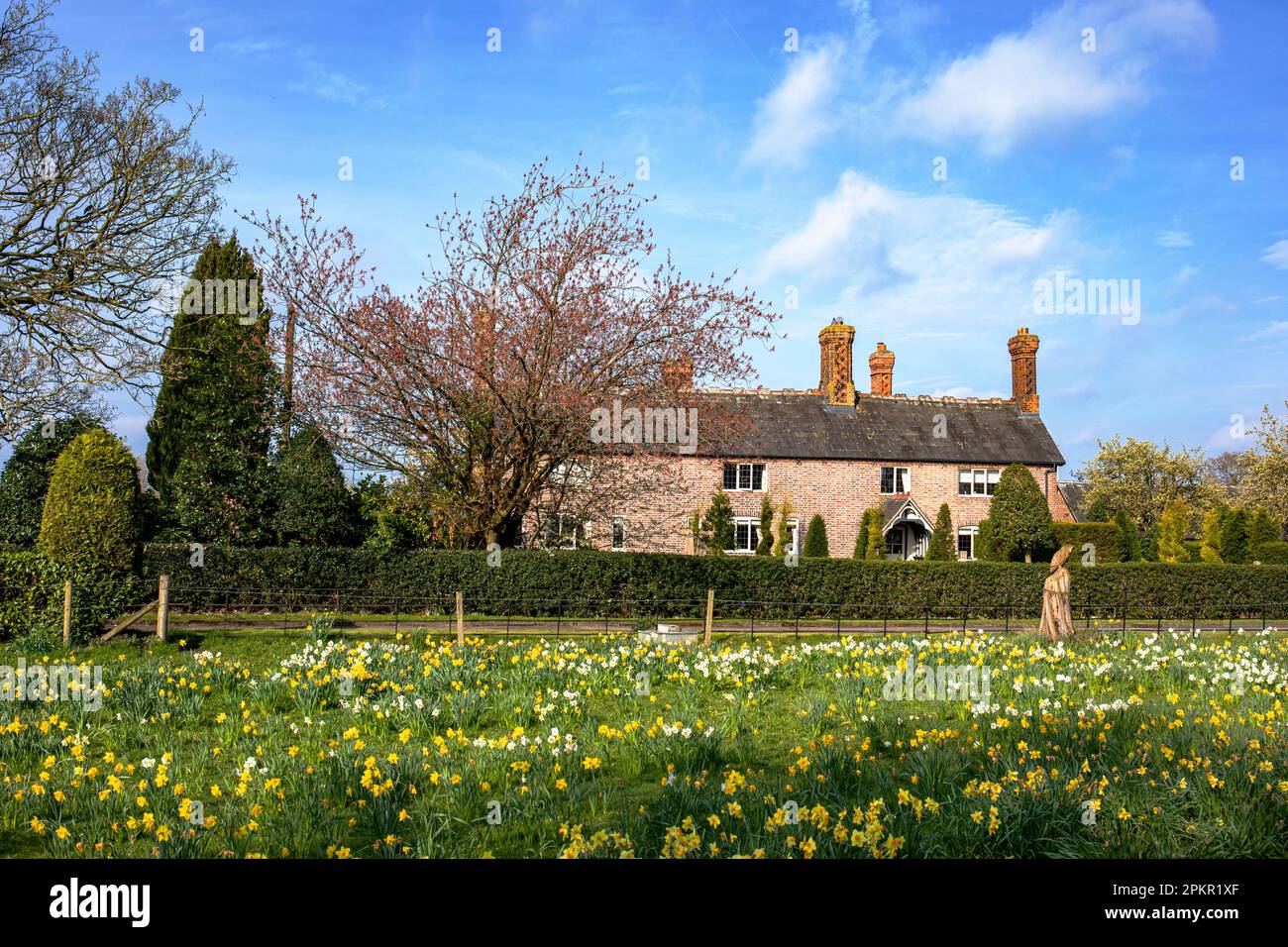 Daffodils, with owl cut from tree, in front of farm in Elworth near Sandbach Cheshire UK Stock Photo