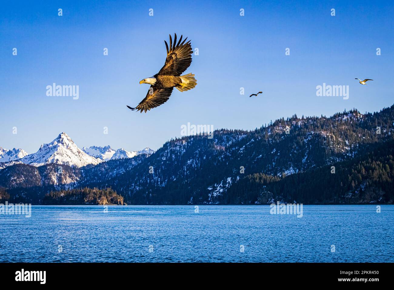 Eagle flying with wings spread over ocean bay with snow capped and forest covered mountains in