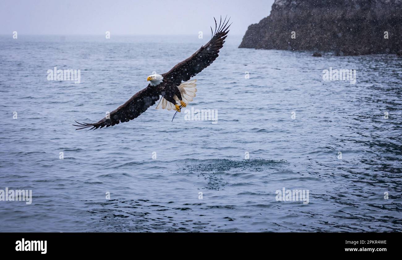 Eagle fishing in ocean bay with rocky cliff in background. Wings spread with fish in talons