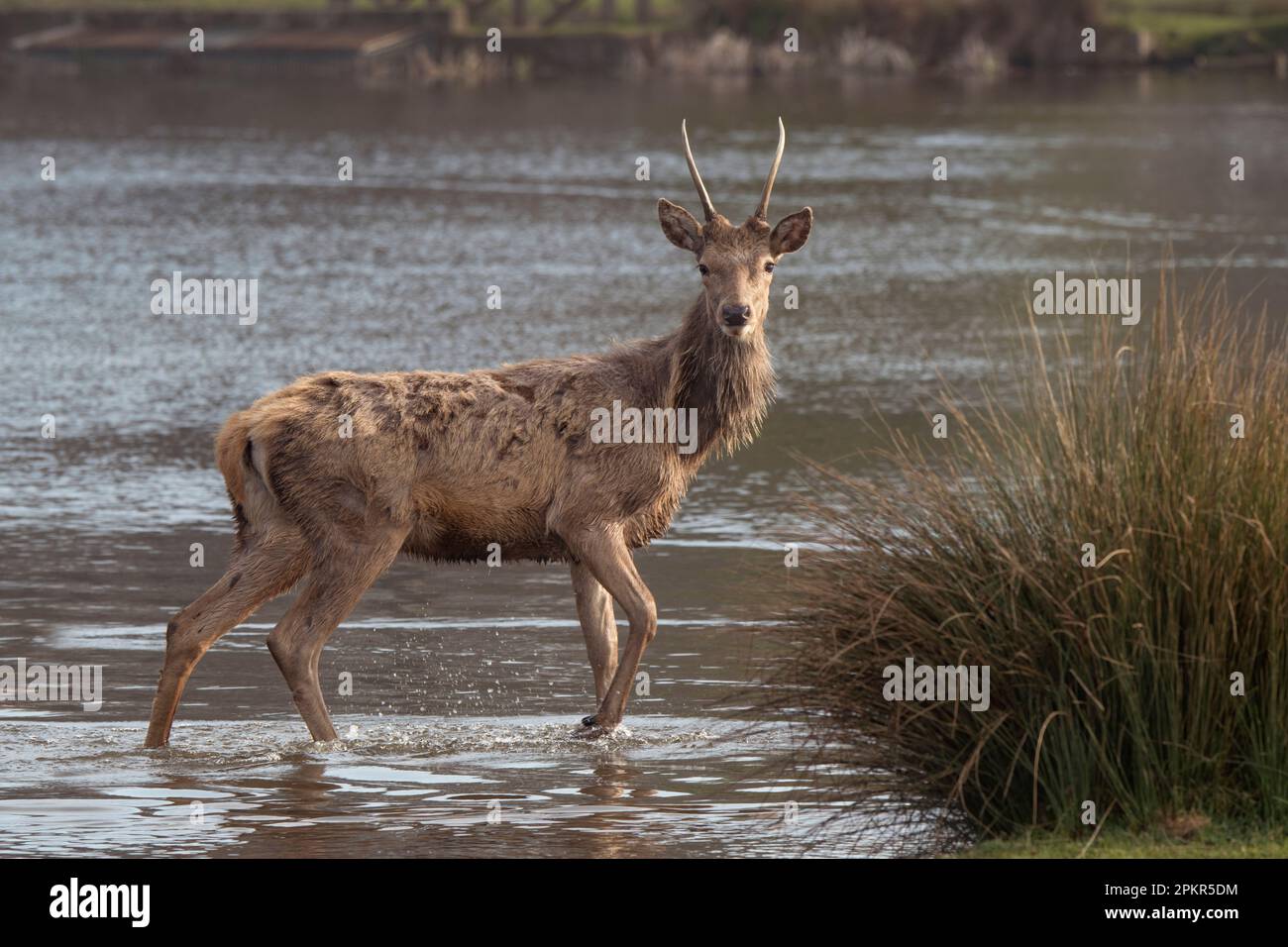 Young stag crossing water looking for a mate in the springtime Stock Photo