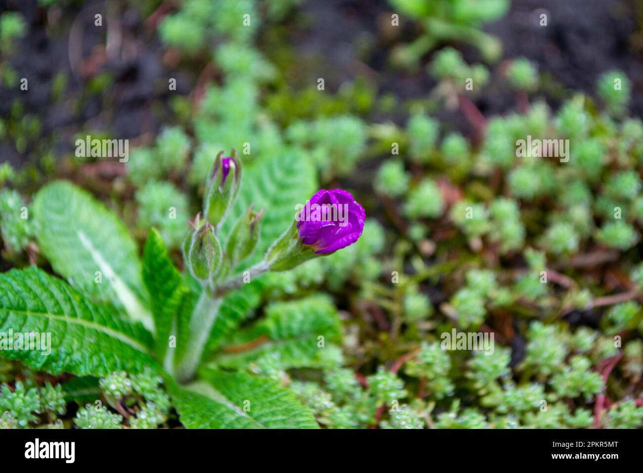 A purple flower is growing on a patch of grass and has a small patch of moss on it. High quality photo Stock Photo