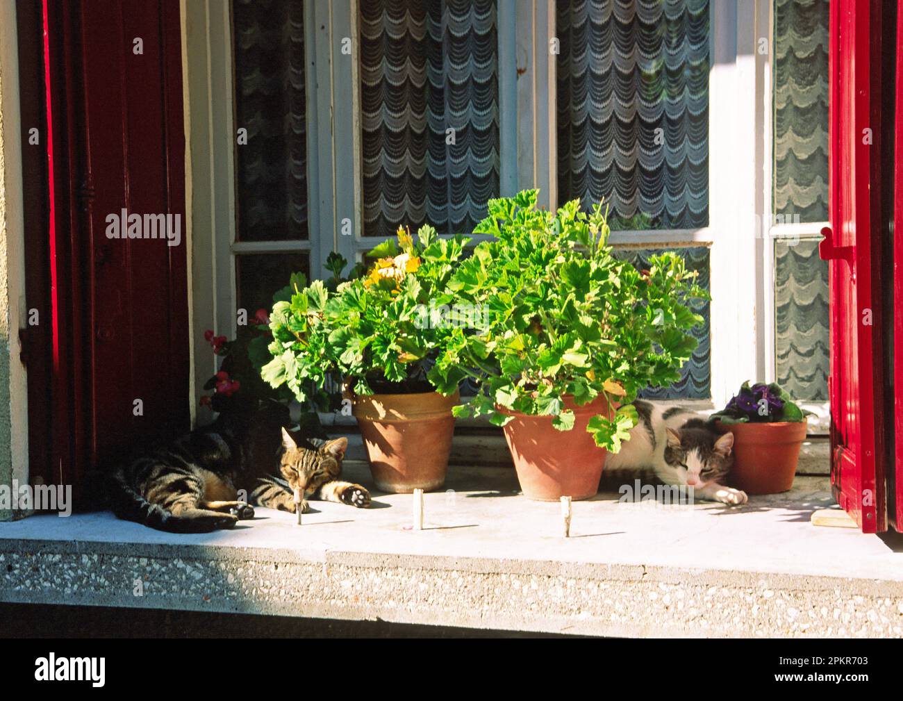 Cats sleeping in the sun in Provence Stock Photo Alamy