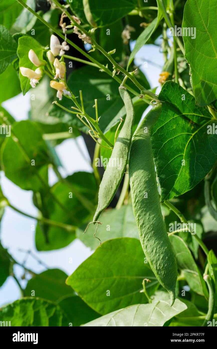 Runner bean Gigantes, Phaseolus coccineus, runner beans growing on the vine Stock Photo