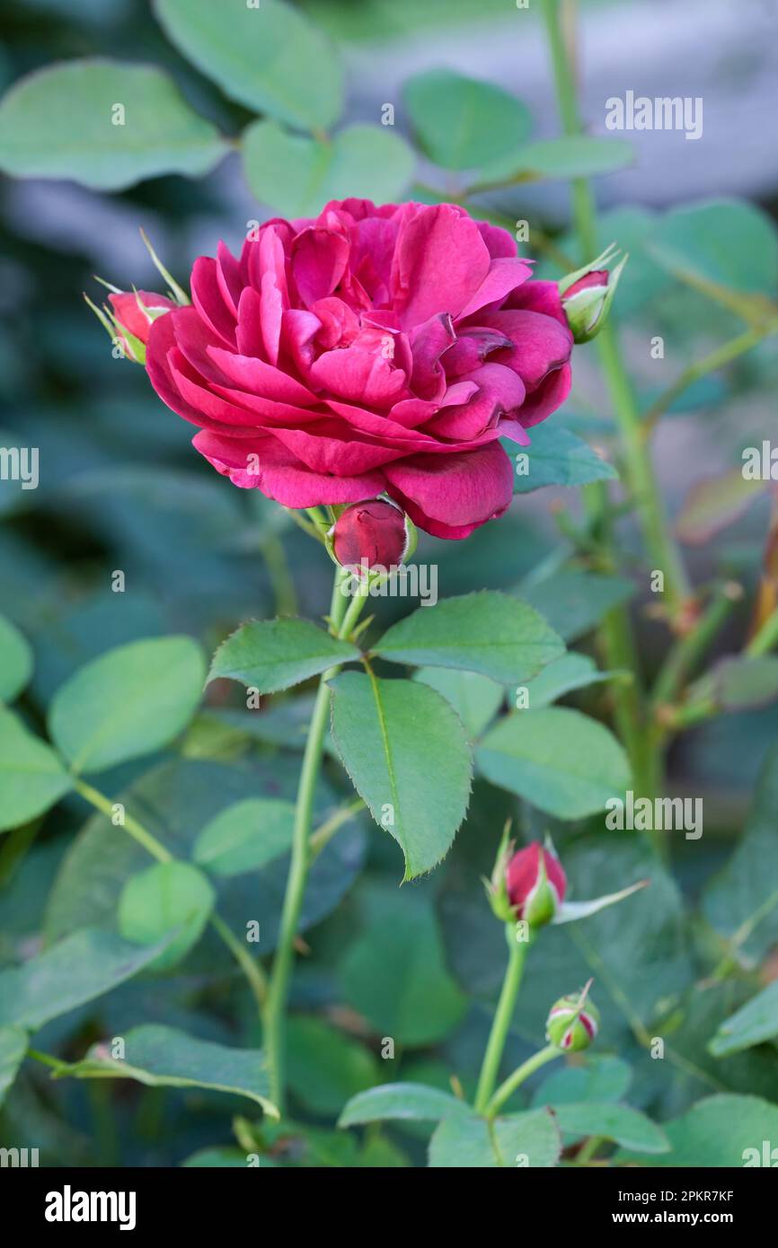 Rosa Munstead Wood, English shrub rose, dark crimson-red blooms Stock ...