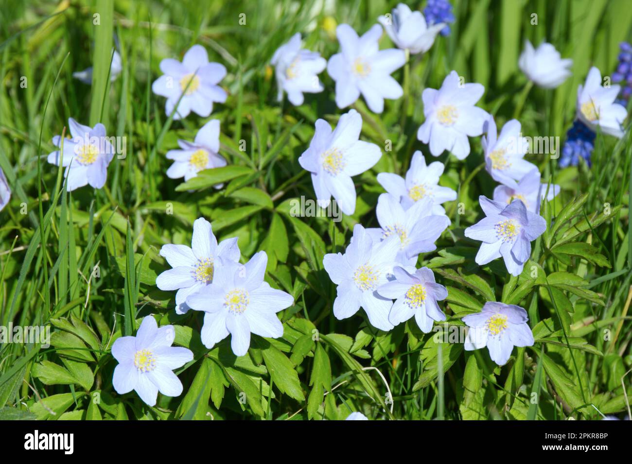 Pale blue spring flowers of wood anemone, anemone nemorosa Robinsoniana naturalised in grass, UK garden April Stock Photo