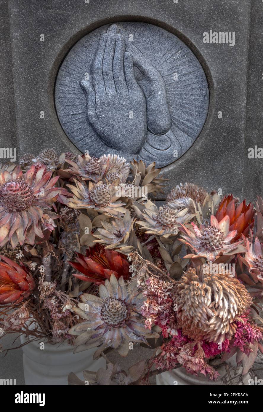 Dried protea flowers stand on a grave in the Bonnievale cemetery Stock