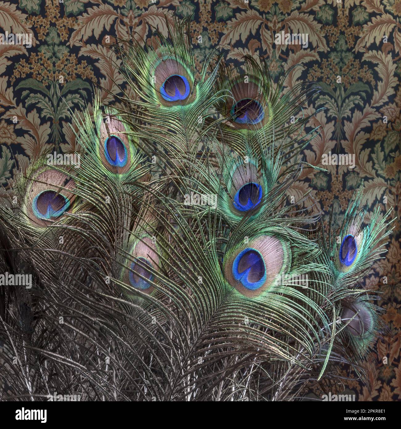 An arrangement of Peacock feather stand against an Victorian wallpaper