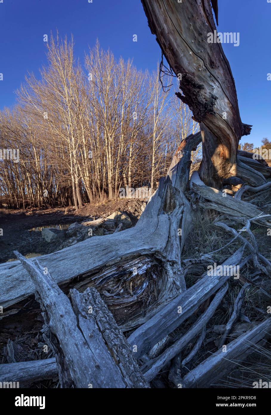 Old Poplar tree forest on ‘Dasssieshoogte’ Farm in the Agtersneeuberg Mountains of the Karoo
