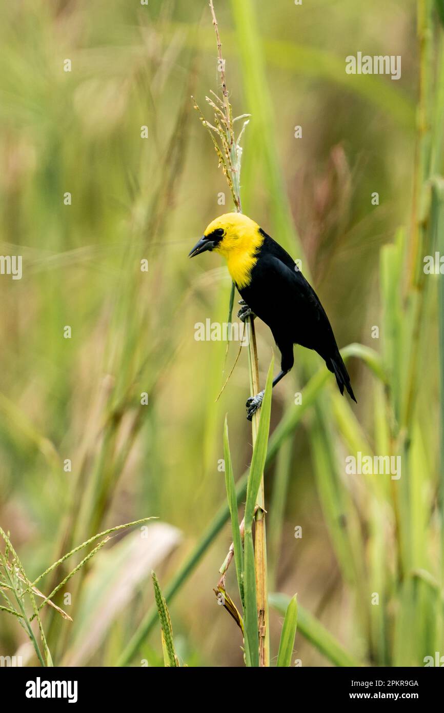 Yellow-headed blackbird (Xanthocephalus xanthocephalus) of the Peruvian Amazon Stock Photo