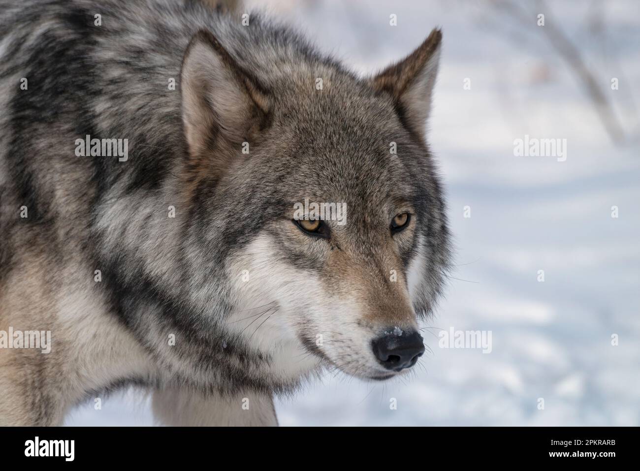Timber wolf also known as a gray or grey wolf in the snow surrounded