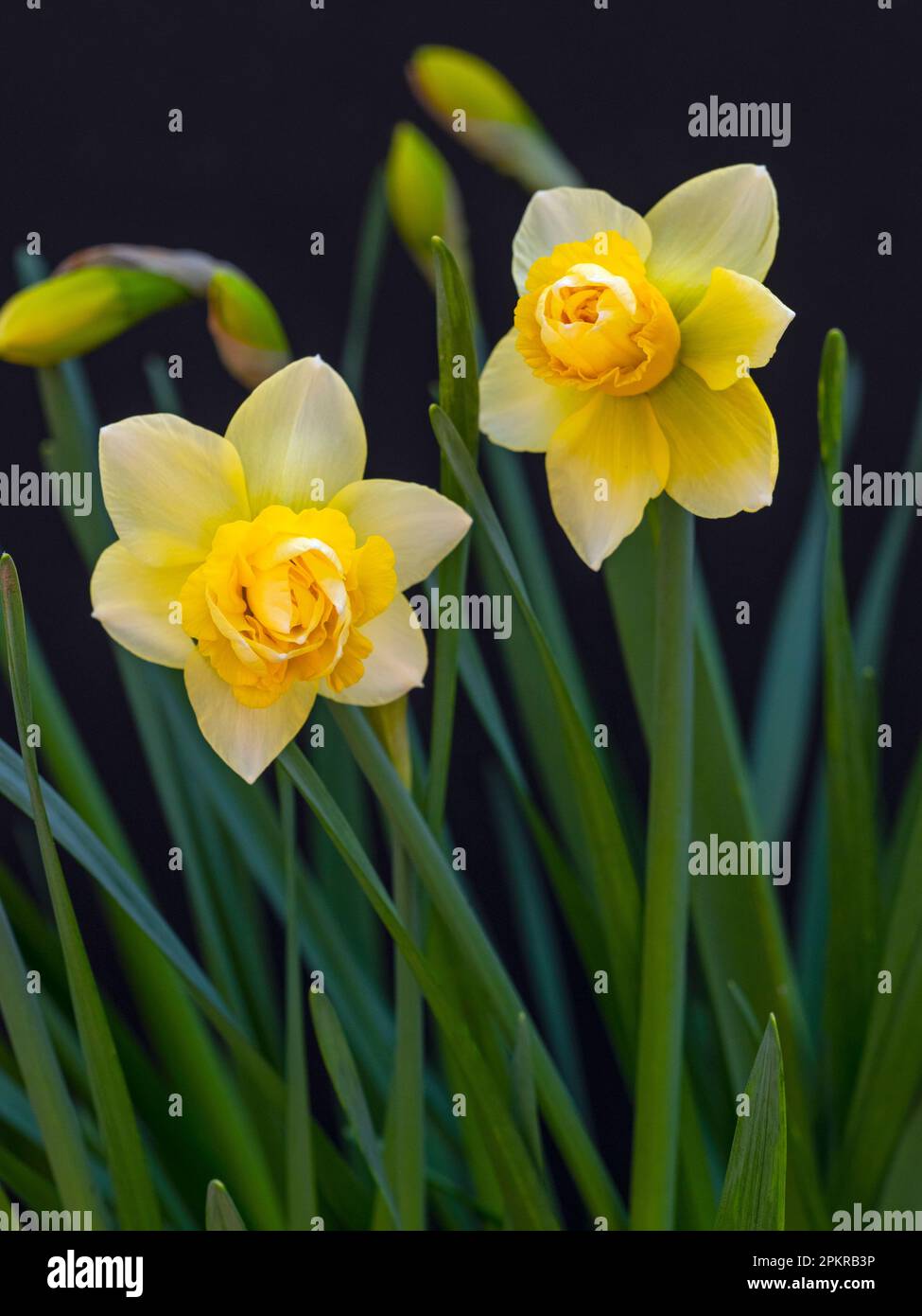 Narcissus Milena   early April Stock Photo