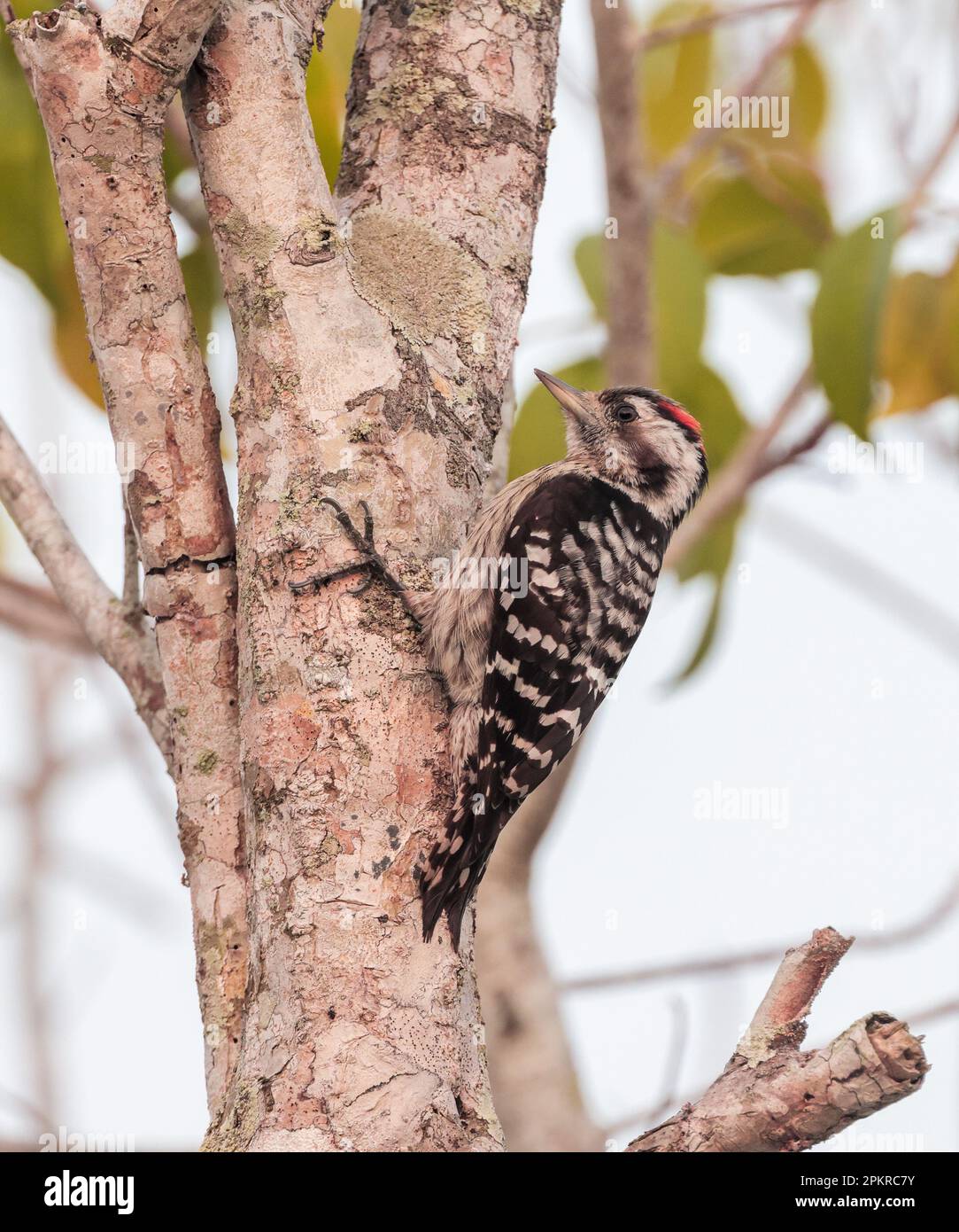 grey-capped pygmy woodpecker is an Asian bird species of the woodpecker family.this photo was taken from Sundarbans National Park,Bangladesh. Stock Photo