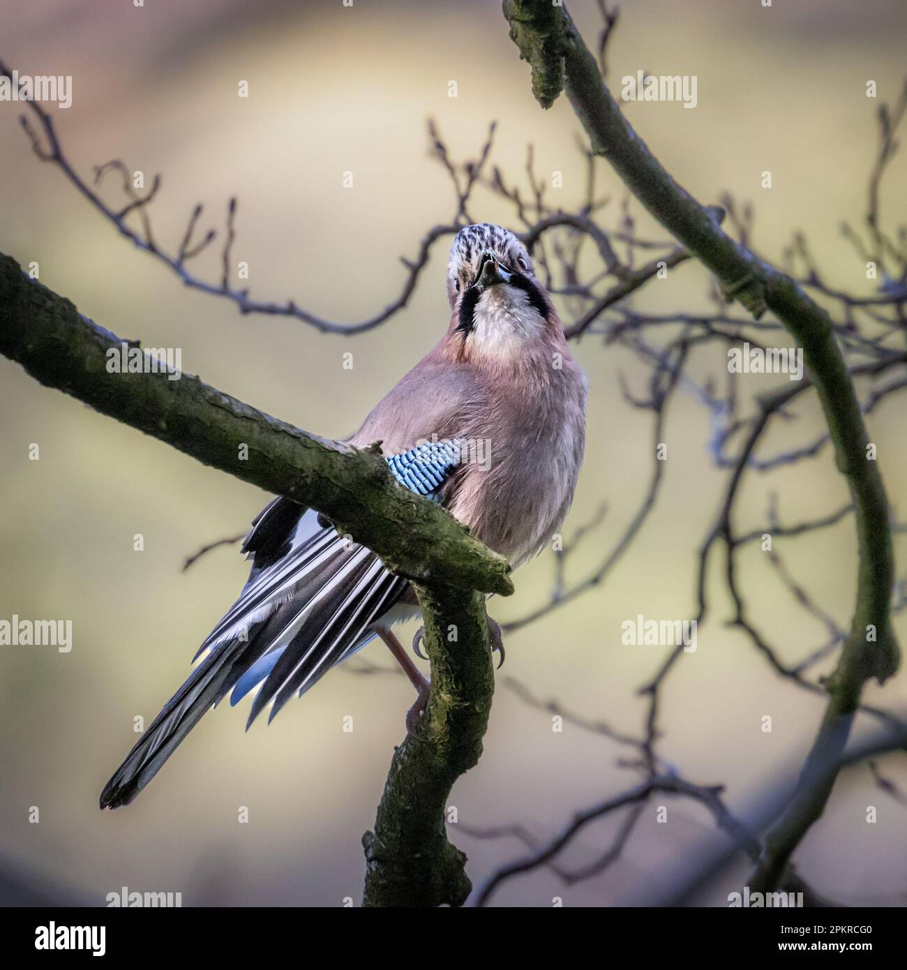Eurasian jay (Garrulus Glandarius) singing to its mate and ruffling its feathers in a courtship dance in Yorkshire, England, UK Stock Photo
