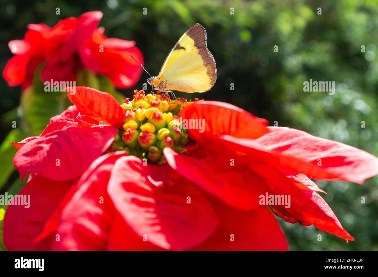 A yellow buttefly feeding on a red flower - butterflies are important as pollinators for some species of plants, because they are capable of moving pollen over great distances. Nova Friburgo, Rio de Janeiro State, Brazil. Stock Photo