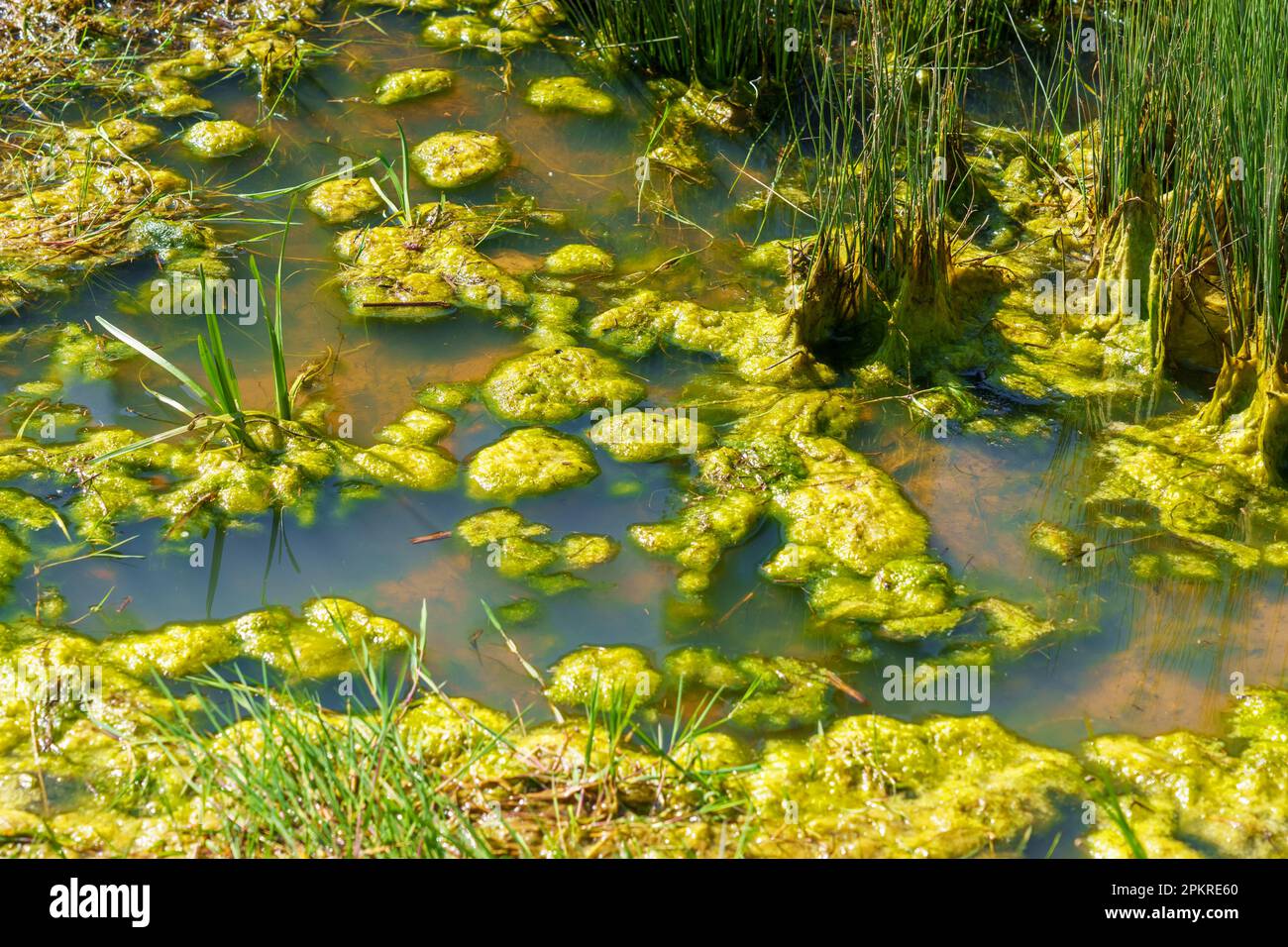 Swamp terrain grass hi-res stock photography and images - Alamy
