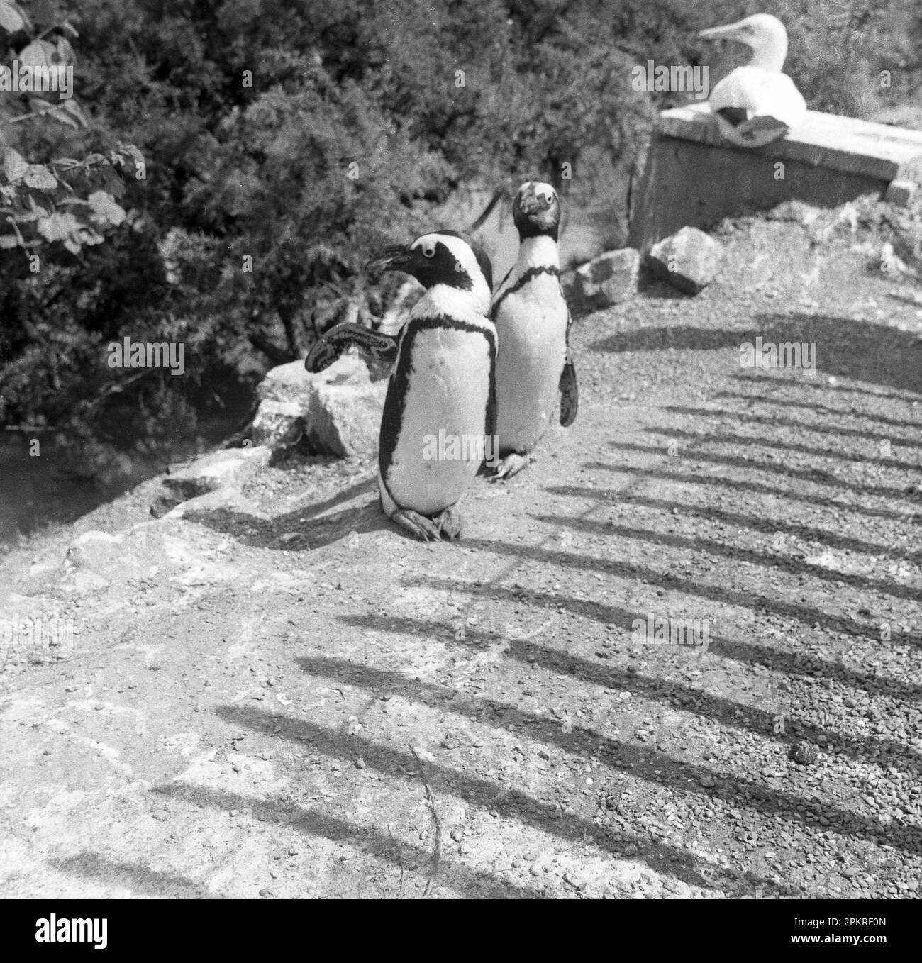 1950s, historical, two penguins, Chester Zoo, England, UK Stock Photo