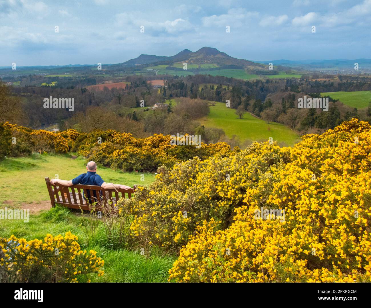 Weather, spring, Scotts View, Scottish Borders, UK. 9th Apr, 2023. Taking in the view as Sir Walter Scott did as the yellow gorse bushes bloom at ScottÕs View looking over to the Eildon Hills across the greens Scottish Borders landscape. Picture Credit: phil wilkinson/Alamy Live News Stock Photo