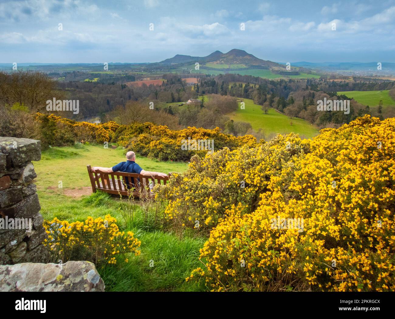 Weather, spring, Scotts View, Scottish Borders, UK. 9th Apr, 2023. Taking in the view as Sir Walter Scott did as the yellow gorse bushes bloom at ScottÕs View looking over to the Eildon Hills across the greens Scottish Borders landscape. Picture Credit: phil wilkinson/Alamy Live News Stock Photo