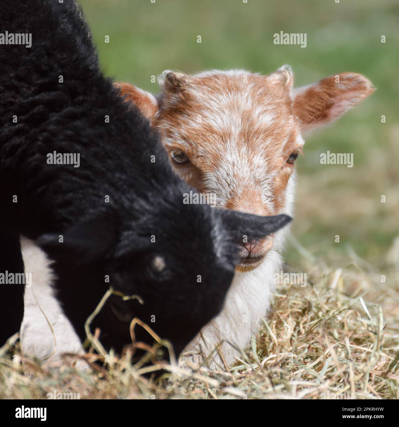 Cute newborn sheep (lambs) on a sunny day in spring Stock Photo