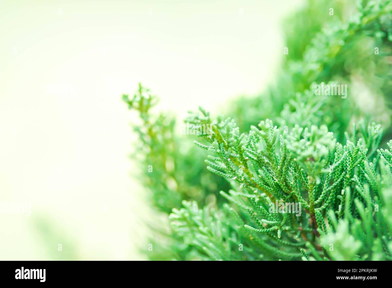 Juniperus chinensis, Chinese juniper or CUPRESSACEAE or pine tree or pine leaf Stock Photo