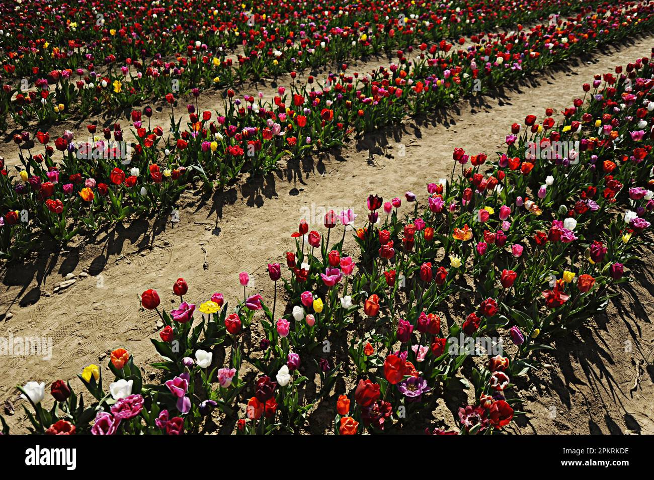 Dutch mania tulip hi-res stock photography and images - Alamy