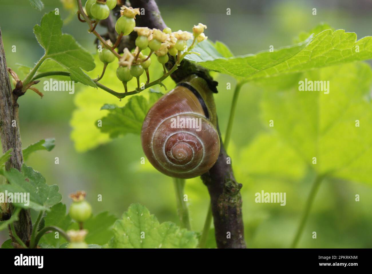 Snail starts climbing up branch of green currant bush Stock Photo