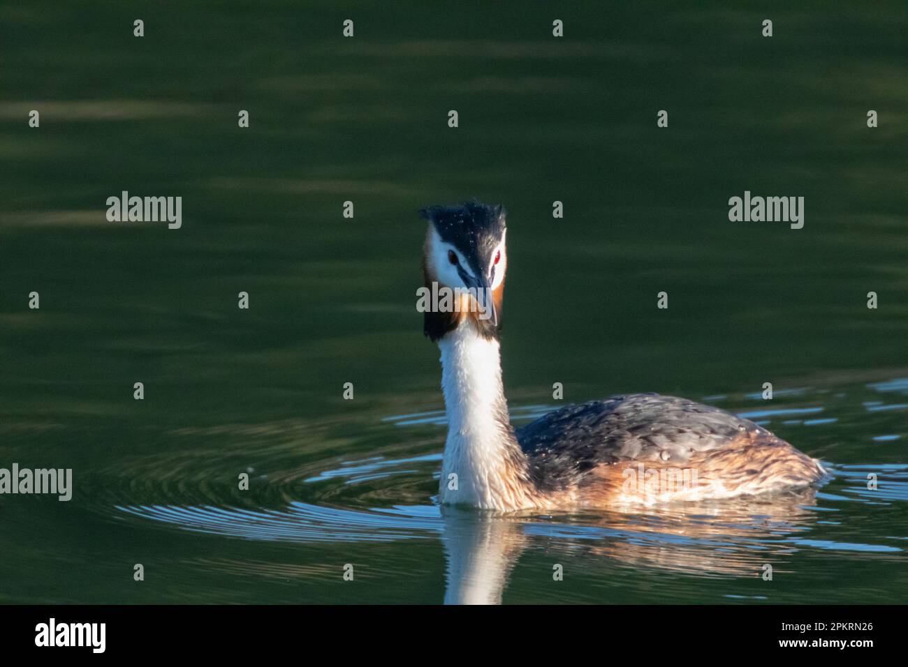 Great crested grebe, Podiceps cristatus swimming solitary Stock Photo