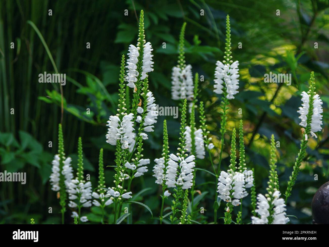 Beautiful blooming Physostegia virginiana, the obedient plant or false dragonhead growing on the meadow. Summer flowers. Stock Photo