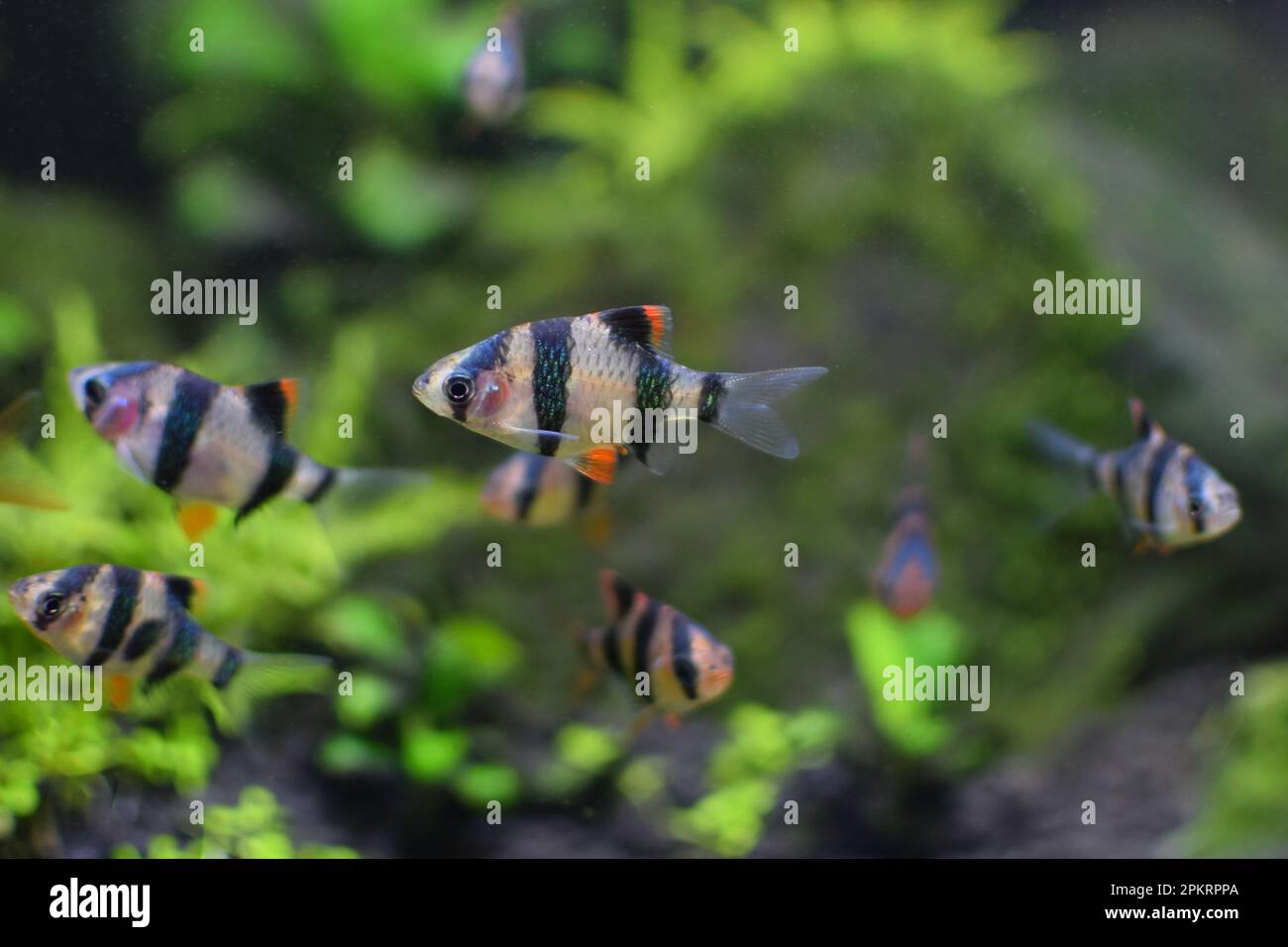 Sumatran barb in the aquarium, close-up view of the fish. Stock Photo