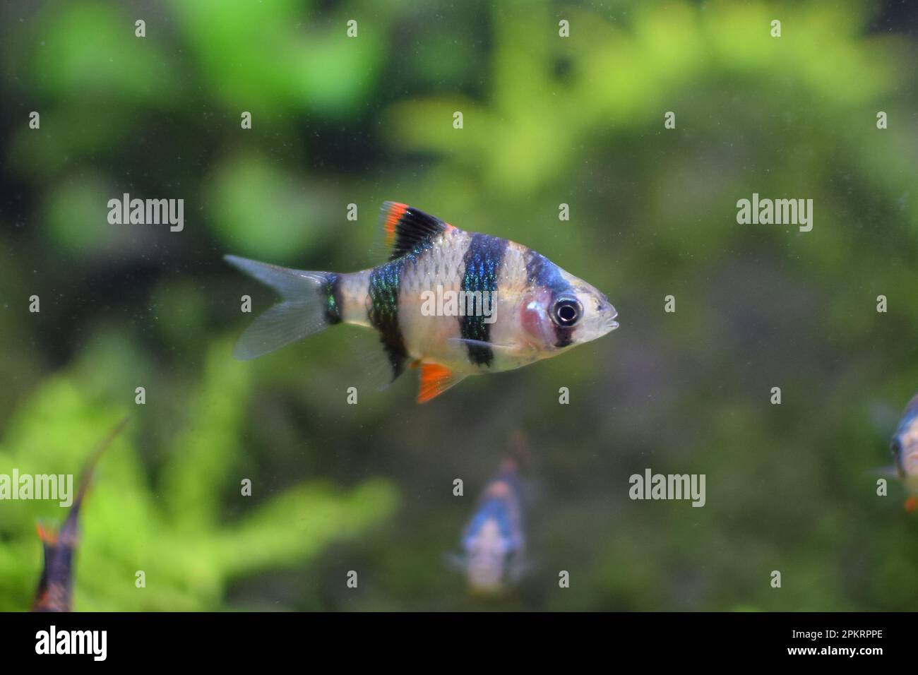 Sumatran barb in the aquarium, close-up view of the fish. Stock Photo