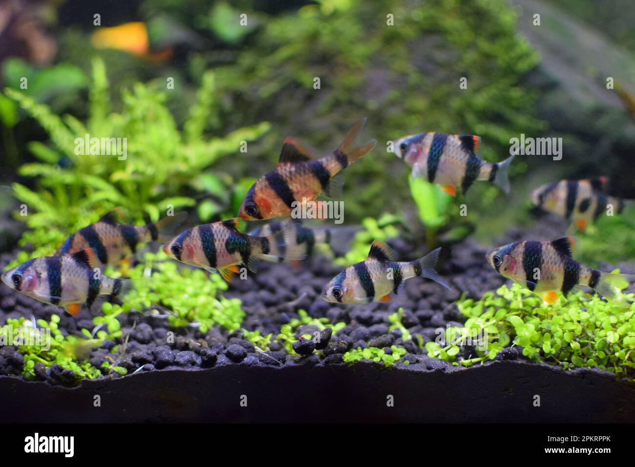 Sumatran barb in the aquarium, close-up view of the fish. Stock Photo