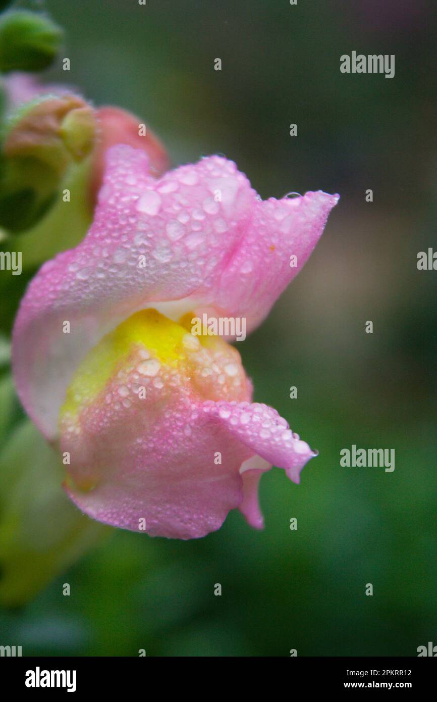 Flowers are reproductive structures of plants that are responsible for