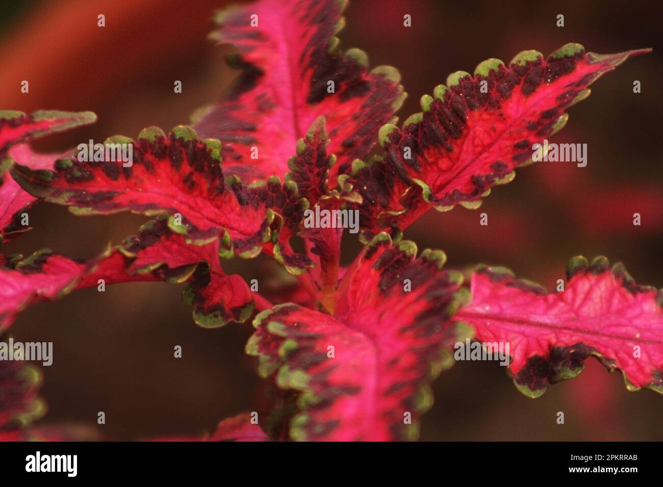 A leaf is an organ of a plant that is usually green and flattened