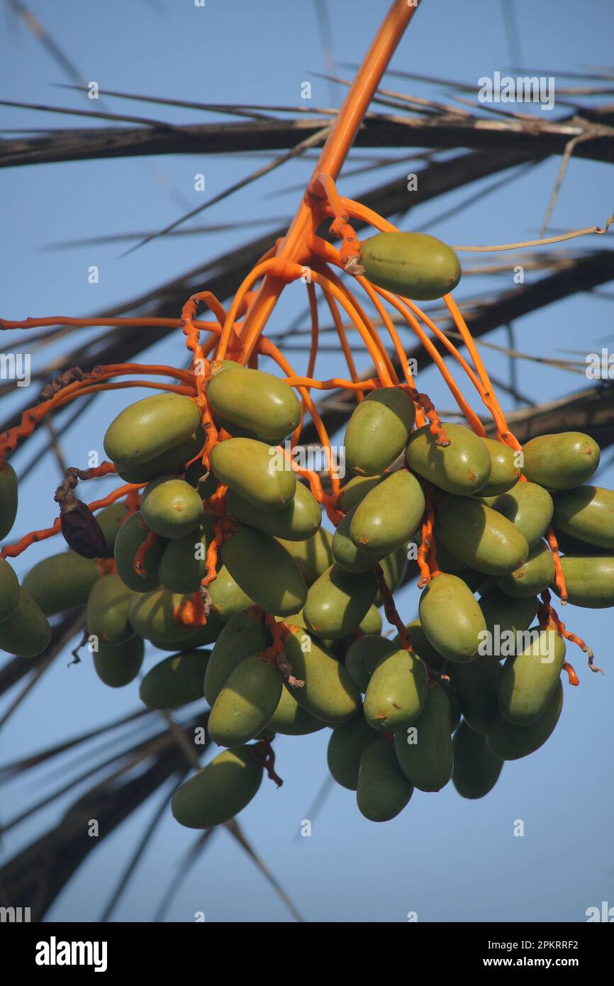 Flowers are reproductive structures of plants that are responsible for