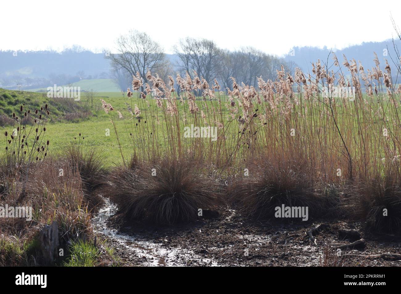 a Stream seeps away in the Meadow Stock Photo