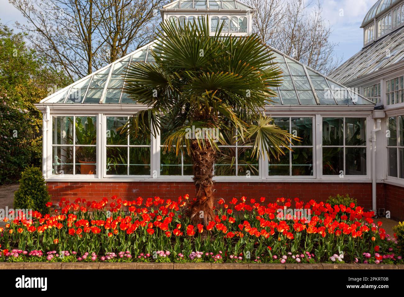White glasshouse with red florals all around at Alexander Park, Oldham, UK Stock Photo