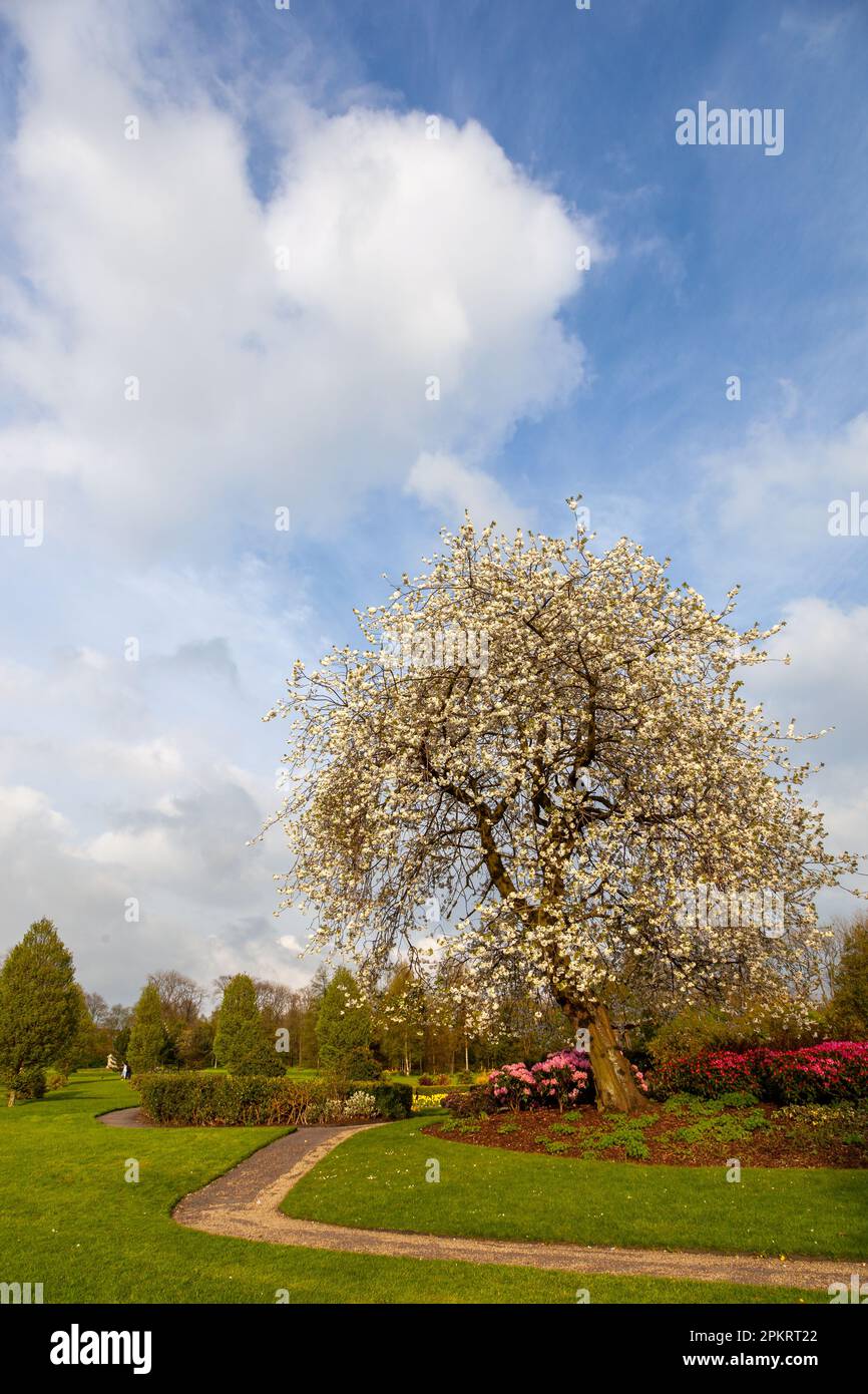 White flowers bloom by the arrival of spring in Oldham Alexander Park, UK Stock Photo