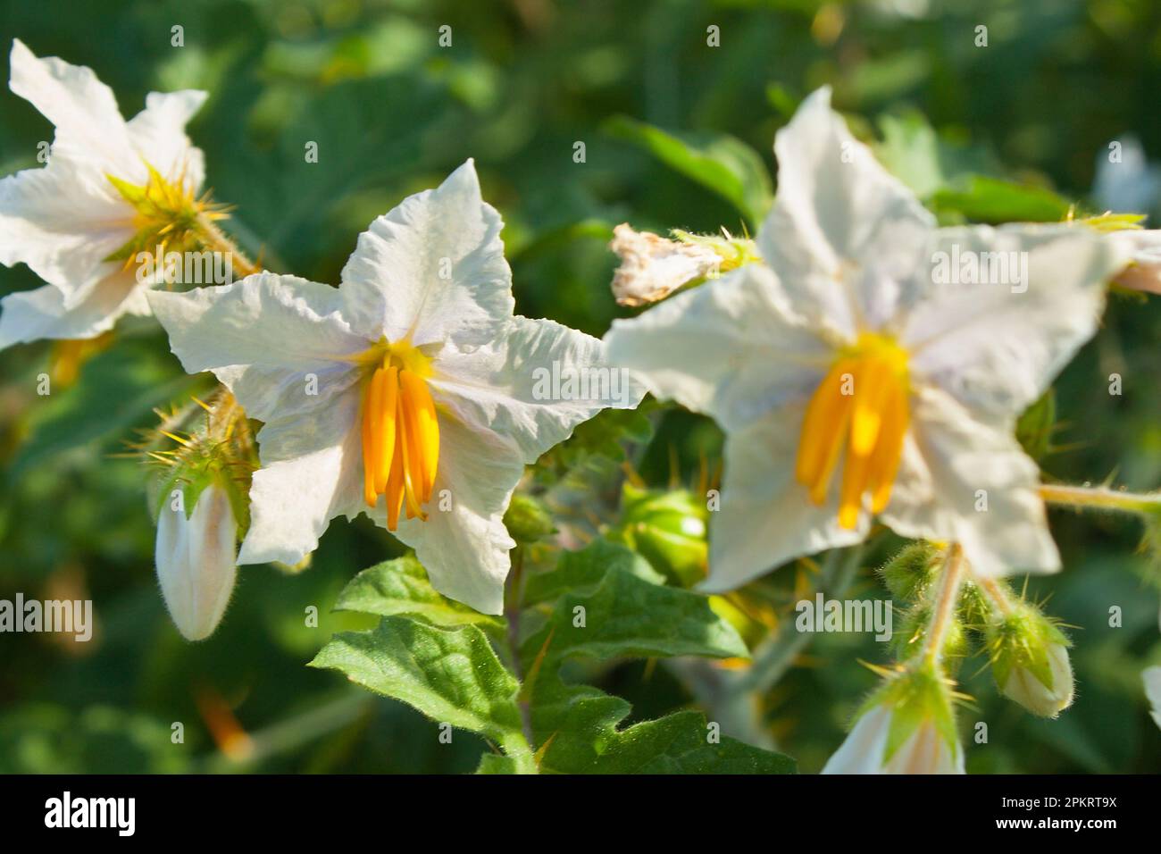 Flowers are reproductive structures of plants that are responsible for